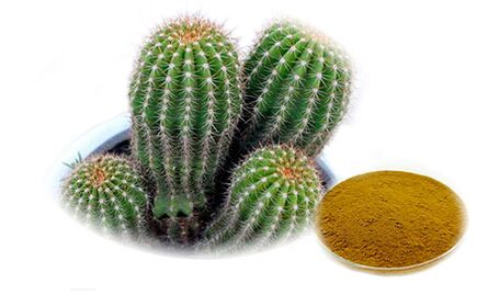 Hoodia gordoni a Reduslim részeként
