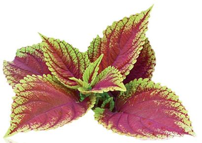 coleus forskolia a Reduslim részeként